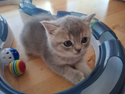 Babys Bkh mit Stammbaum Black golden shaded ticked Chocolate mackerel tabby Blue golden shaded