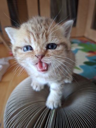 Babys Bkh mit Stammbaum Black golden shaded ticked Chocolate mackerel tabby Blue golden shaded