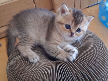Babys Bkh mit Stammbaum Black golden shaded ticked Chocolate mackerel tabby Blue golden shaded