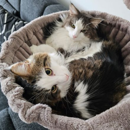 Lutz und Mr. Jingles werden gemeinsam vermittelt
