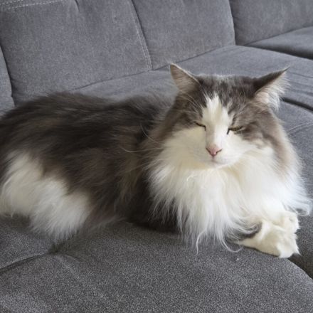 Lutz und Mr. Jingles werden gemeinsam vermittelt