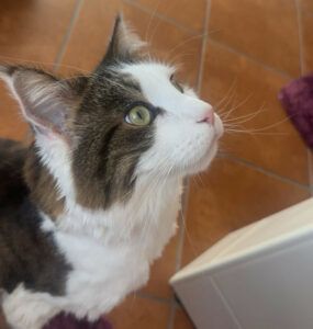 Lutz und Mr. Jingles werden gemeinsam vermittelt