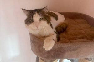 Lutz und Mr. Jingles werden gemeinsam vermittelt