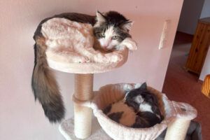Lutz und Mr. Jingles werden gemeinsam vermittelt
