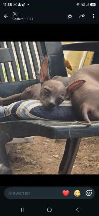 Chinese Crested TH Welpe