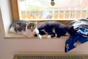 Luna und Polly – werden gemeinsam vermittelt