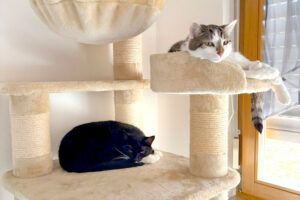 Luna und Polly – werden gemeinsam vermittelt