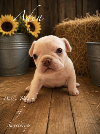 Französische Bulldogge