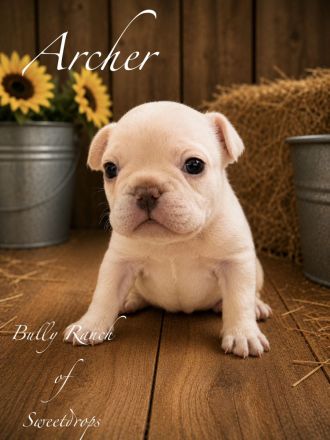 Französische Bulldogge