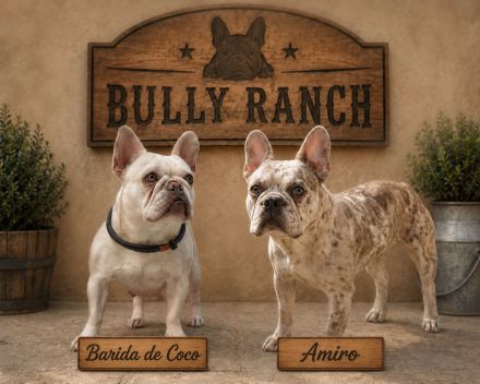 Französische Bulldogge