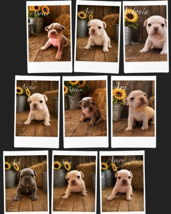 Französische Bulldogge