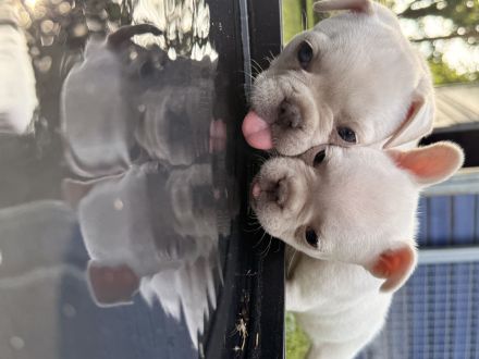 Französische Bulldogge