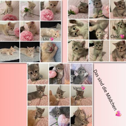 6 süße kitten 💖suchen für denn 6.9.26 ein neues zuhause 💖💖💖
