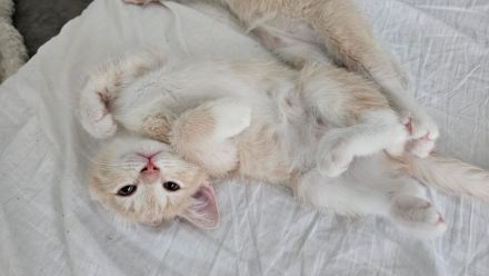 2süße kitten 💖suchen noch ein neues zuhause 💖💖💖