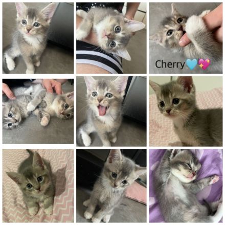 6 süße kitten 💖suchen für denn 6.9.26 ein neues zuhause 💖💖💖