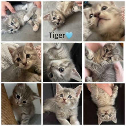 6 süße kitten 💖suchen für denn 6.9.26 ein neues zuhause 💖💖💖