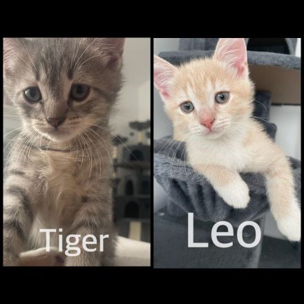 2süße kitten 💖suchen noch ein neues zuhause 💖💖💖