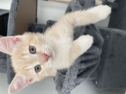 2süße kitten 💖suchen noch ein neues zuhause 💖💖💖