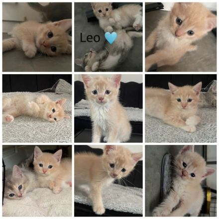 6 süße kitten 💖suchen für denn 6.9.26 ein neues zuhause 💖💖💖