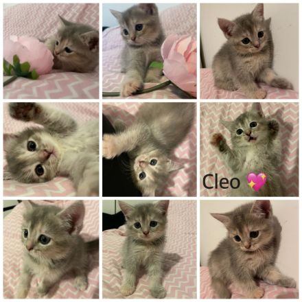 6 süße kitten 💖suchen für denn 6.9.26 ein neues zuhause 💖💖💖