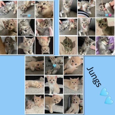 6 süße kitten 💖suchen für denn 6.9.26 ein neues zuhause 💖💖💖