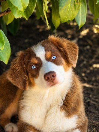 Australian Shepherd Welpen  besonders Welpen  für besondere Menschen ...