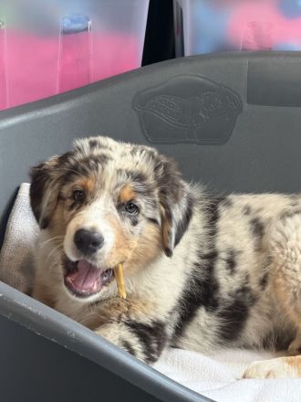 Australian Shepherd Rüde für besondere Menschen ...
