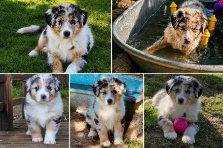 Australian Shepherd Rüde für besondere Menschen ...