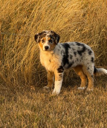 Australian Shepherd Rüde für besondere Menschen ...