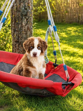 Australian Shepherd Welpen  besonders Welpen  für besondere Menschen ...