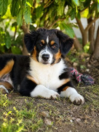 Australian Shepherd Welpen  besonders Welpen  für besondere Menschen ...
