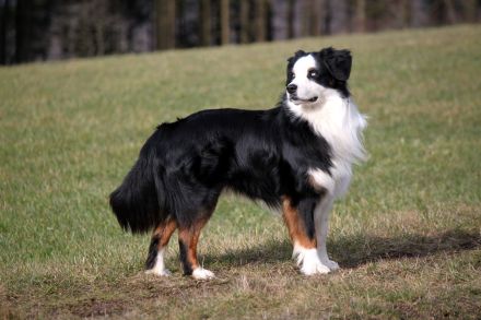 Australian Shepherd Rüde für besondere Menschen ...