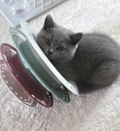 Bezauberndes graues BKH-Kitten sucht liebevolles Zuhause