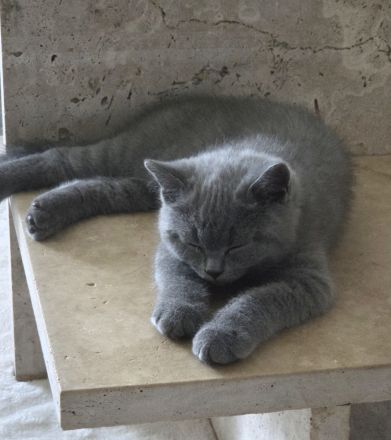 Bezauberndes graues BKH-Kitten sucht liebevolles Zuhause