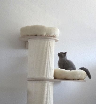 Bezauberndes graues BKH-Kitten sucht liebevolles Zuhause