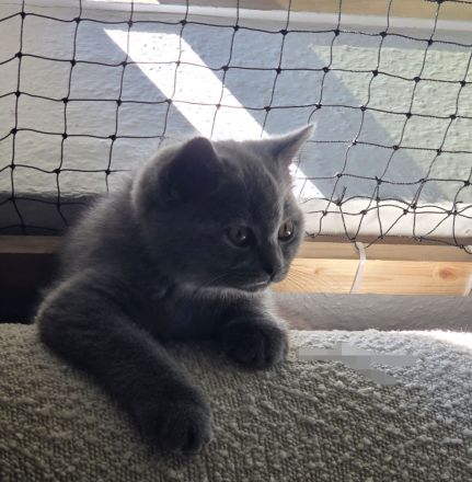 Bezauberndes graues BKH-Kitten sucht liebevolles Zuhause