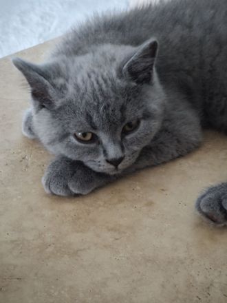Bezauberndes graues BKH-Kitten sucht liebevolles Zuhause