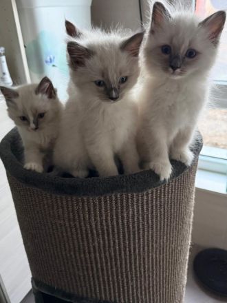 Ragdoll-Mädchen sucht ein liebevolles Zuhause