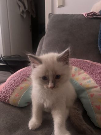 Ragdoll-Mädchen sucht ein liebevolles Zuhause