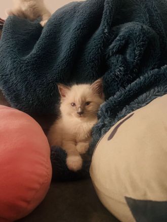 Ragdoll-Mädchen sucht ein liebevolles Zuhause
