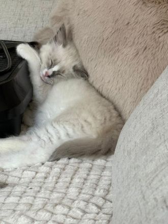 Ragdoll-Mädchen sucht ein liebevolles Zuhause