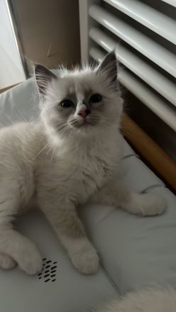 Ragdoll-Mädchen sucht ein liebevolles Zuhause