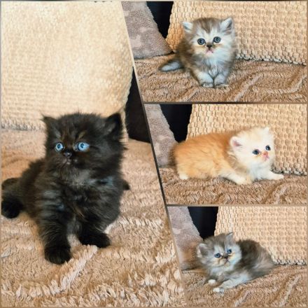 Reinrassige Perserkitten mit Nase inkl. Stammbaum