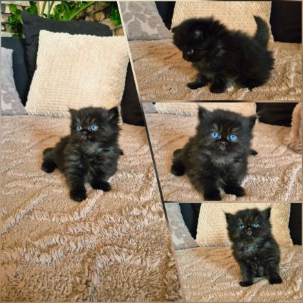 Reinrassige Perserkitten mit Nase inkl. Stammbaum
