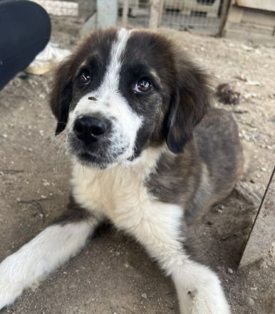 Whisky, geb. ca. 12/2025, lebt in GRIECHENLAND, im städt. Tierheim Serres
