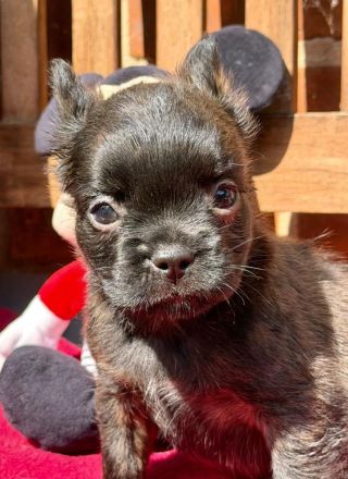 Frenchi fluffy und Standard