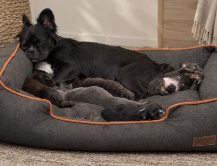 Frenchi fluffy und Standard (nur noch ein Mädel)