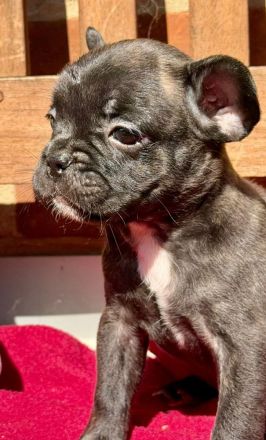 Frenchi fluffy und Standard