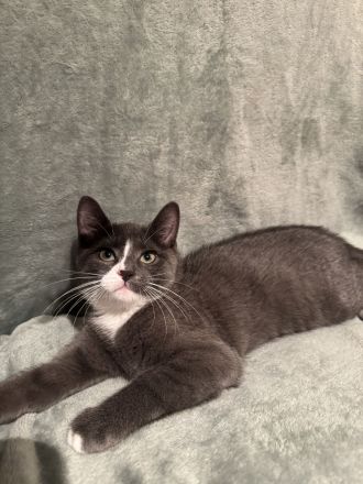 Grau-weißes Katzenmädchen, geboren am 27.03.2026, stubenrein – 150 €