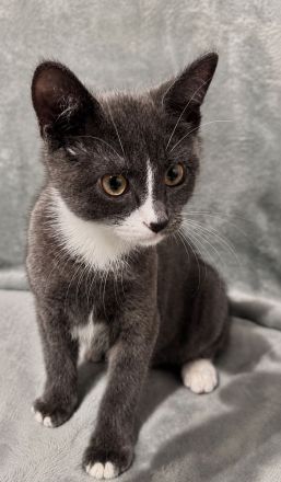 Grau-weißes Katzenmädchen, geboren am 27.03.2026, stubenrein – 150 €